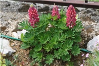 bf3d4ba9-IMG_7107 lupinus.jpg
